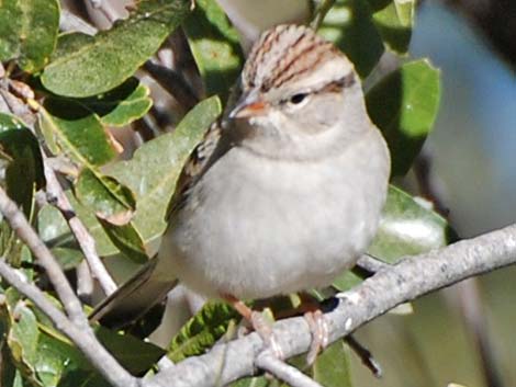 Chipping Sparrow (Spizella passerina)