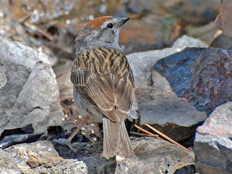 Chipping Sparrow (Spizella passerina)