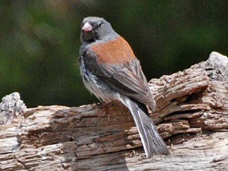 Dark-eyed Junco (Junco hyemalis)