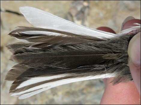 Dark-eyed Junco (Junco hyemalis)