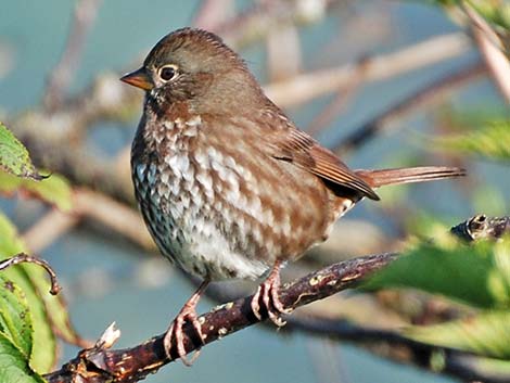 Fox Sparrow (Passerella iliaca)