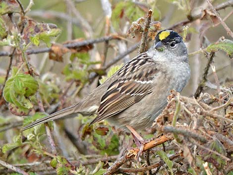 Golden-crowned Sparrow (Zonotrichia atricapilla)