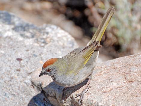 Green-tailed Towhee (Pipilo chlorurus)