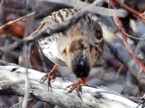 Harris's Sparrow (Zonotrichia querula)