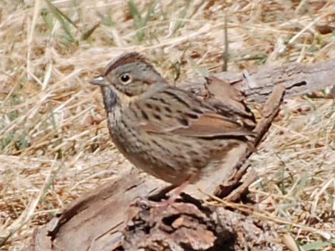 Lincoln's Sparrow (Melospiza lincolnii)