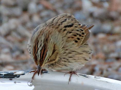 Lincoln's Sparrow (Melospiza lincolnii)