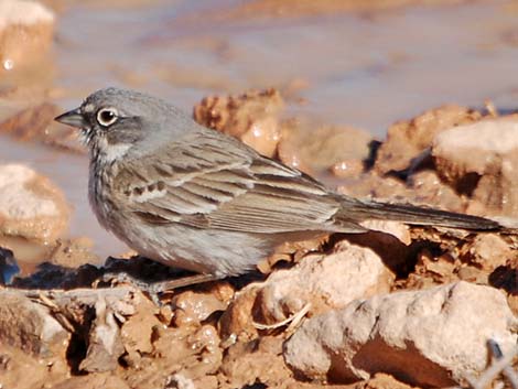 Sagebrush Sparrow (Artemisiospiza nevadensis)