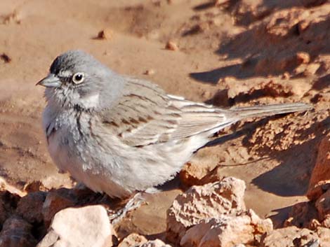 Sagebrush Sparrow (Artemisiospiza nevadensis)