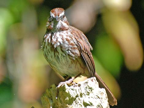 Song Sparrow (Melospiza melodia)