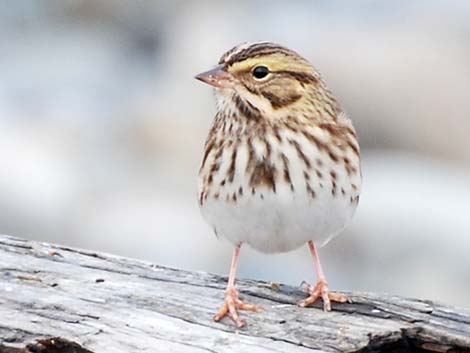 Savannah Sparrow (Passerculus sandwichensis)