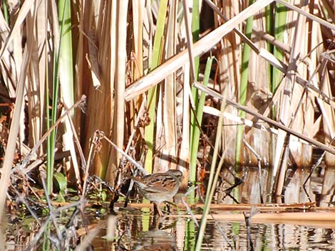 Swamp Sparrow (Melospiza georgiana)