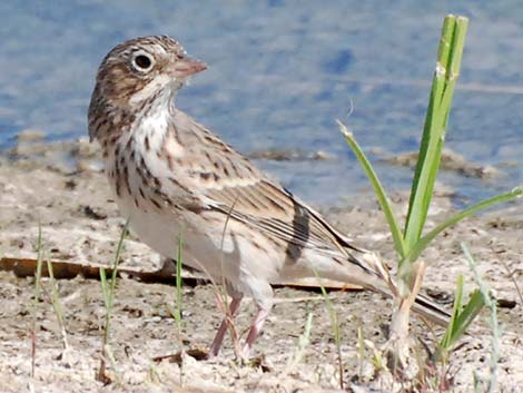 Vesper Sparrow (Pooecetes gramineus)