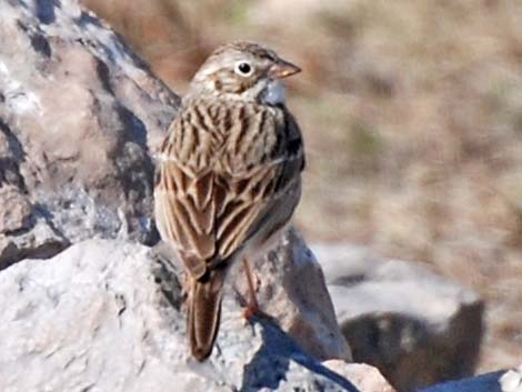 Vesper Sparrow (Pooecetes gramineus)