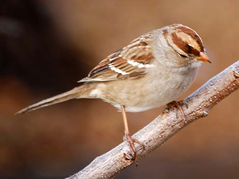 White-crowned Sparrow (Zonotrichia leucophrys)