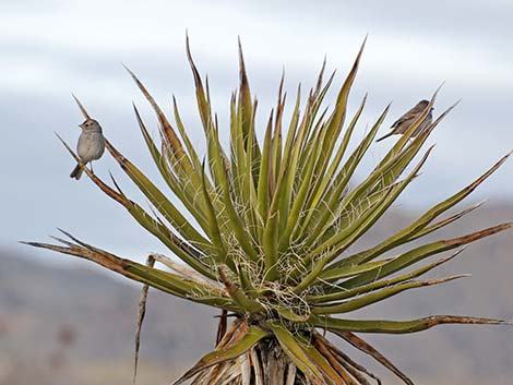 White-crowned Sparrow (Zonotrichia leucophrys)