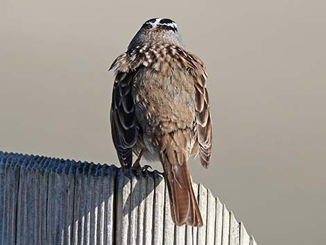 White-crowned Sparrow (Zonotrichia leucophrys)