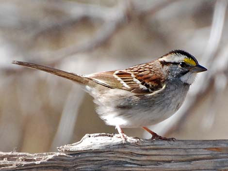 White-throated Sparrow (Zonotrichia albicollis)