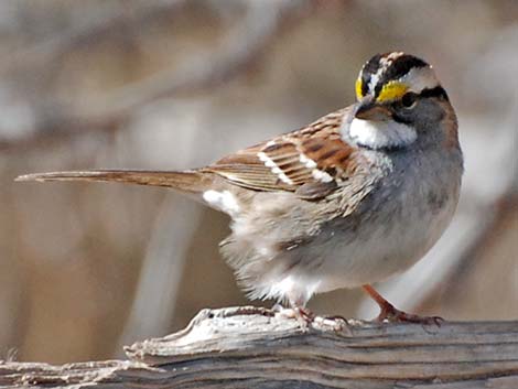 White-throated Sparrow (Zonotrichia albicollis)