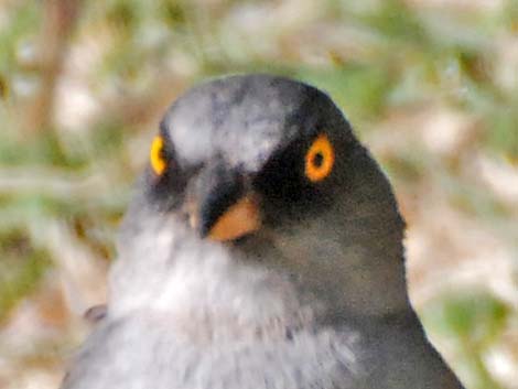 Yellow-eyed Junco (Junco phaeonotus)