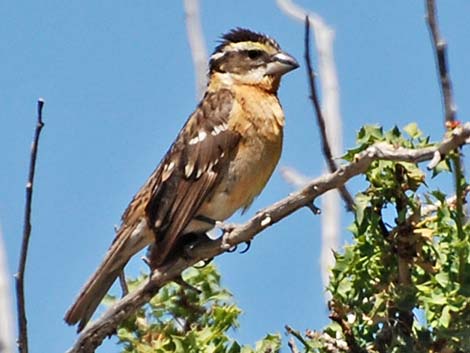 Black-headed Grosbeak (Pheucticus melanocephalus)