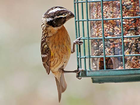 Black-headed Grosbeak (Pheucticus melanocephalus)