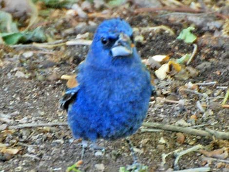 Blue Grosbeak (Passerina caerulea)