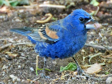 Blue Grosbeak (Passerina caerulea)