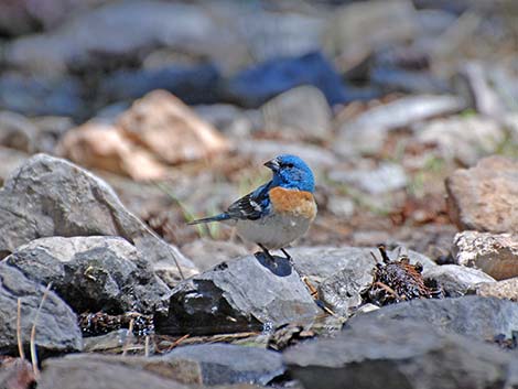 Lazuli Bunting (Passerina amoena)