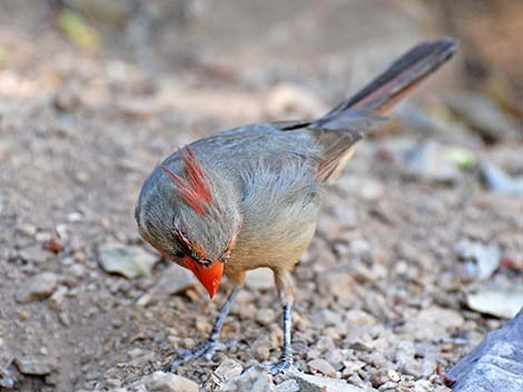 Northern Cardinal (Cardinalis cardinalis)