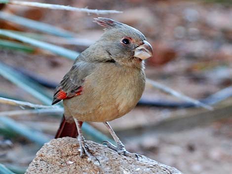 Pyrrhuloxia (Cardinalis sinuatus)