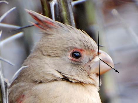 Pyrrhuloxia (Cardinalis sinuatus)