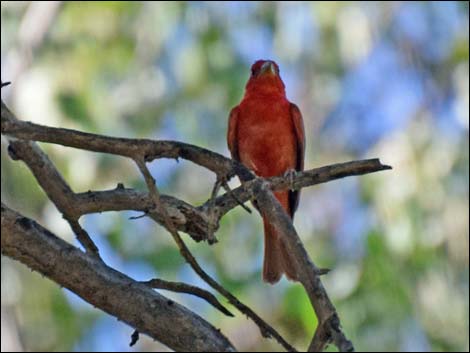 Summer Tanager (Piranga rubra)