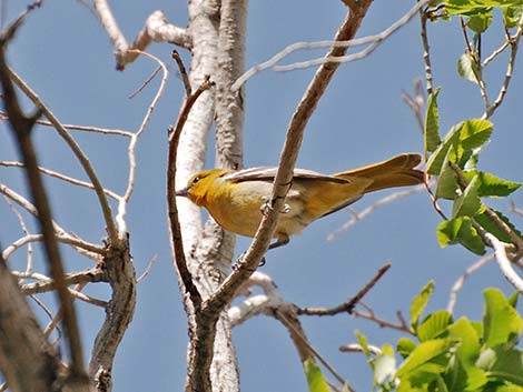 Western Tanager (Piranga ludoviciana)