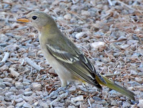 Western Tanager (Piranga ludoviciana)