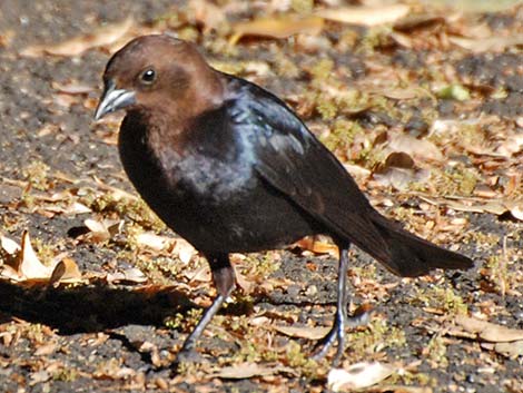 Brown-headed Cowbird (Molothrus ater)