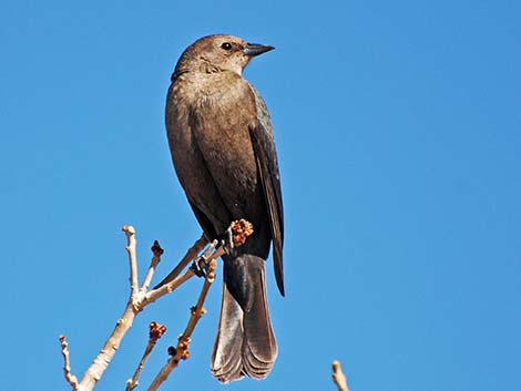 Brown-headed Cowbird (Molothrus ater)