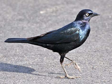 Brewer's Blackbird (Euphagus cyanocephalus)