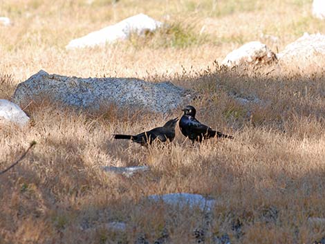 Brewer's Blackbird (Euphagus cyanocephalus)