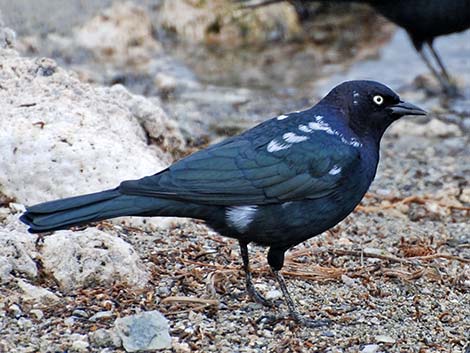 Brewer's Blackbird (Euphagus cyanocephalus)