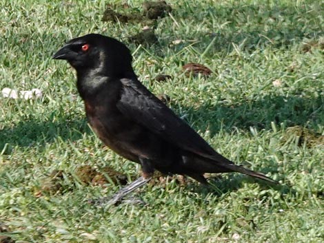 Bronzed Cowbird (Molothrus aeneus)