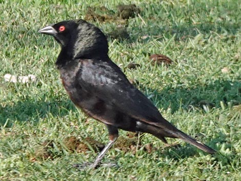 Bronzed Cowbird (Molothrus aeneus)