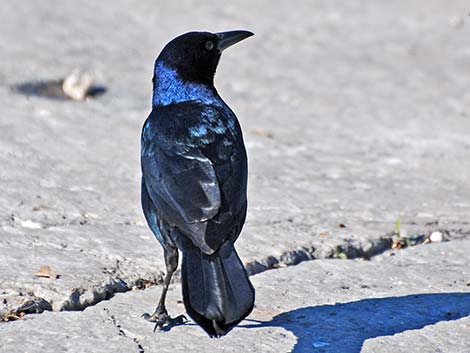 Boat-tailed Grackle (Quiscalus major)