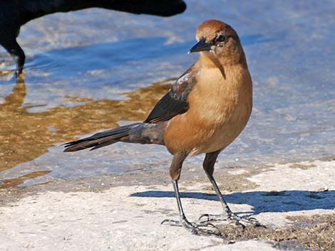 Boat-tailed Grackle (Quiscalus major)