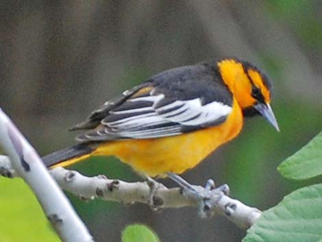 Bullock's Oriole (Icterus bullockii)