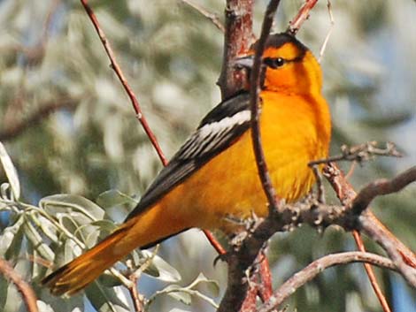 Bullock's Oriole (Icterus bullockii)