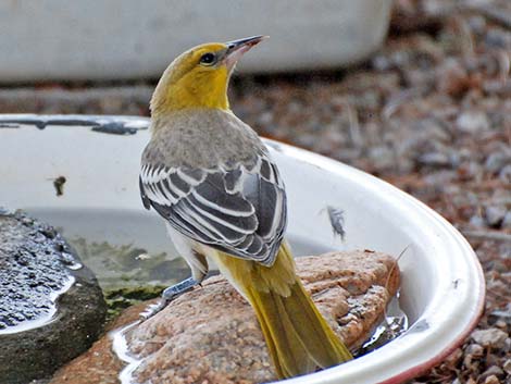 Bullock's Oriole (Icterus bullockii)