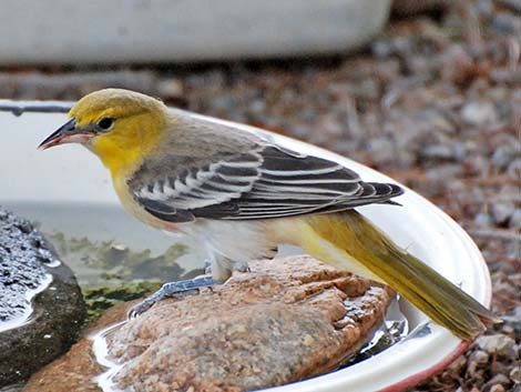 Bullock's Oriole (Icterus bullockii)