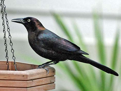 Common Grackle (Quiscalus quiscula)