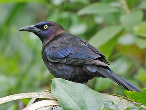 Common Grackle (Quiscalus quiscula)