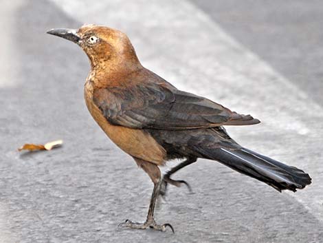 Great-tailed Grackle (Quiscalus mexicanus)